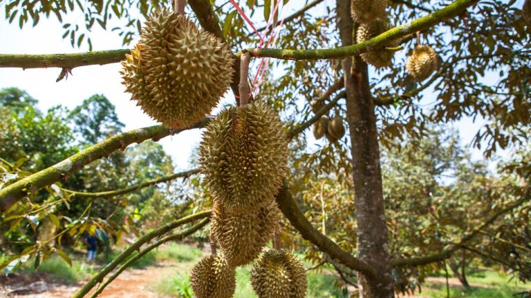 Cara Penggunaan Super88 Pada Tanaman Durian