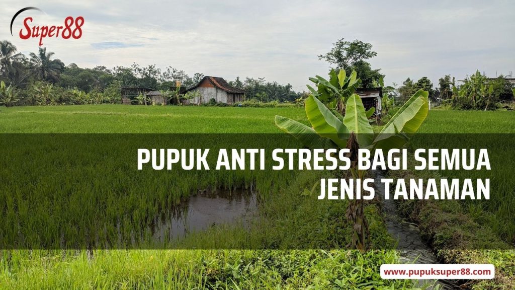 pupuk npk super88 pupuk anti stress