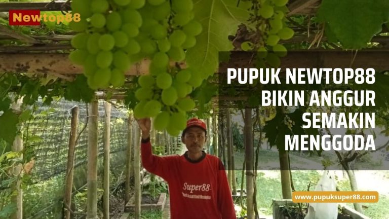 Pupuk Newtop88 Bikin Anggur Makin Menggoda