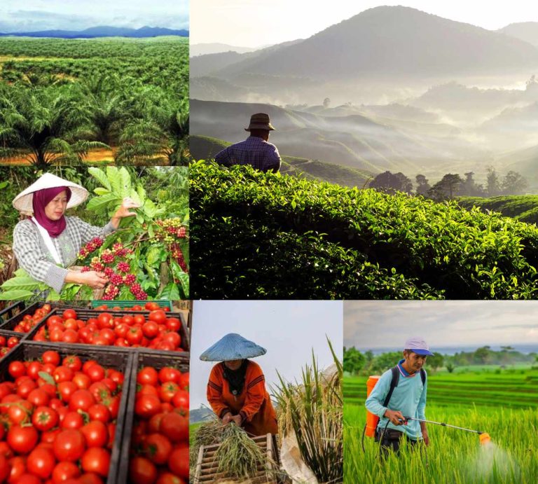 Pupuk Super88 Hadir Untuk Memajukan Sektor Pertanian Indonesia