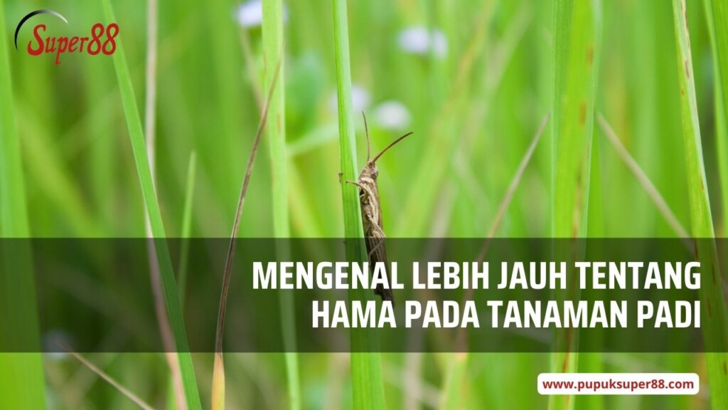 Mengenal Lebih Jauh Tentang Hama Pada Tanaman Padi