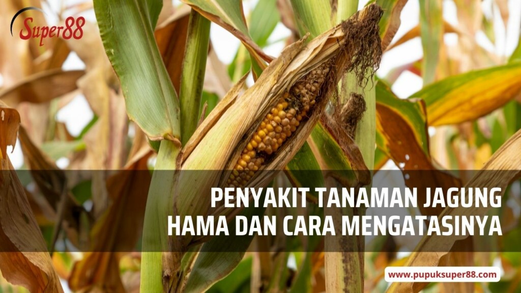 Penyakit Tanaman Jagung Hama dan Cara Mengatasinya