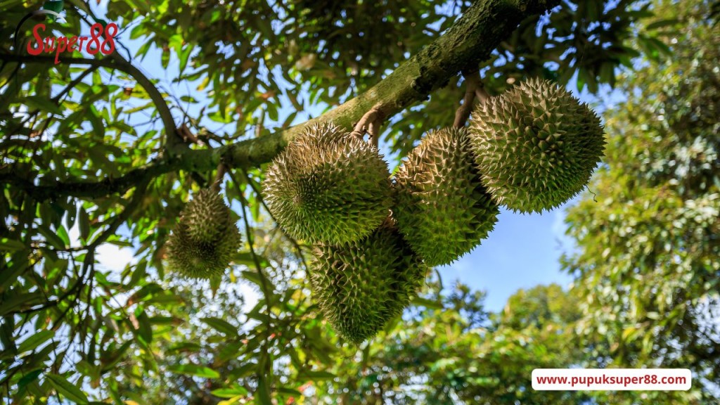 budidaya durian bawor