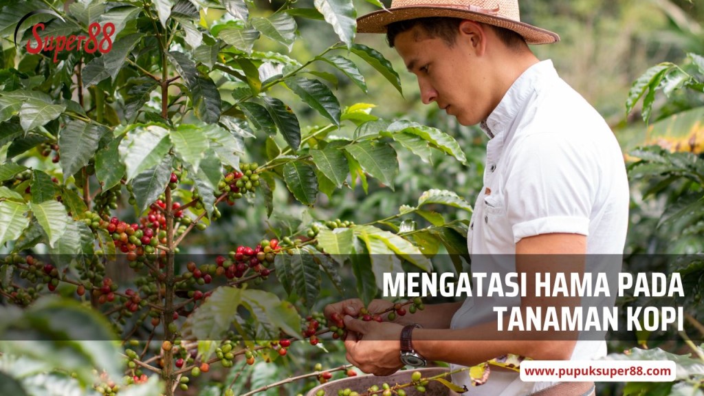 Mengatasi hama pada tanaman kopi